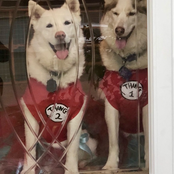 ❤️🐾 Amy & The Husketeers!  🐾❤️ - Picture 9 of 14